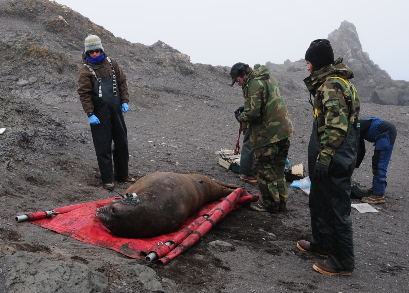 Tagging a seal