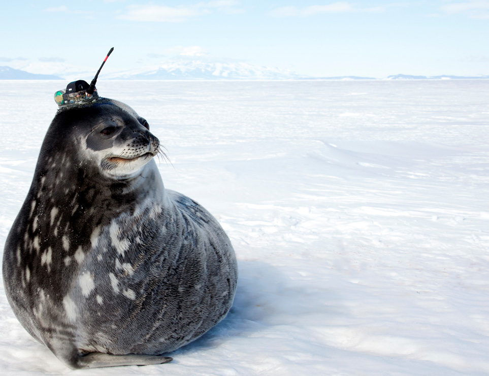 Weddell_Seal_DanCosta